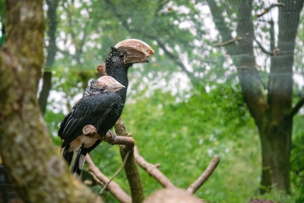 Erstmals wieder Nachzuchterfolg bei den Hornvögeln