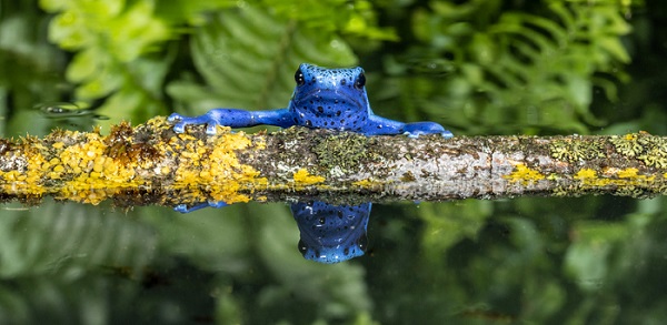 Blauer Baumsteiger