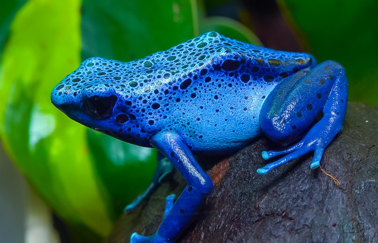Blauer Baumsteiger