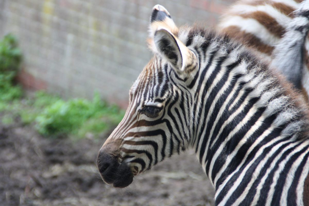 Zebrafohlen wird getauft