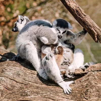 Katta-mit-zwei-Jungtieren