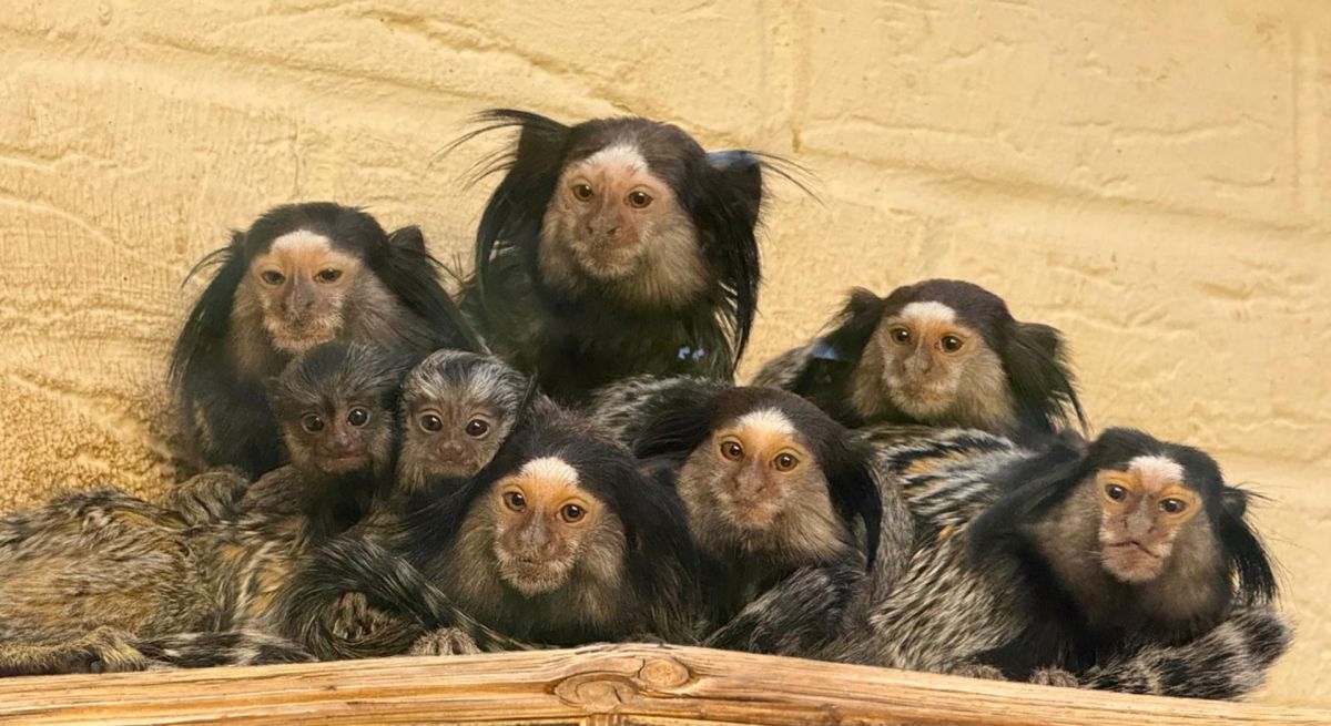 Mehr als nur Schauen: Wie der Tier- & Freizeitpark Thüle zum Retter bedrohter Arten wird