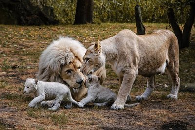 Hinter den Kulissen: Wo du Tieren wirklich nah kommst – Die besten Parks mit Führungen