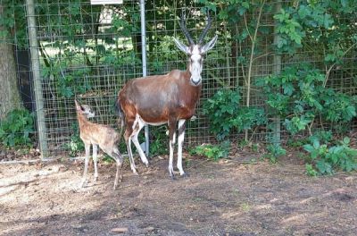 Bleßbock