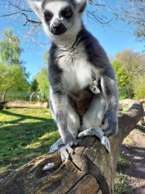 Katta-mit-Jungtier