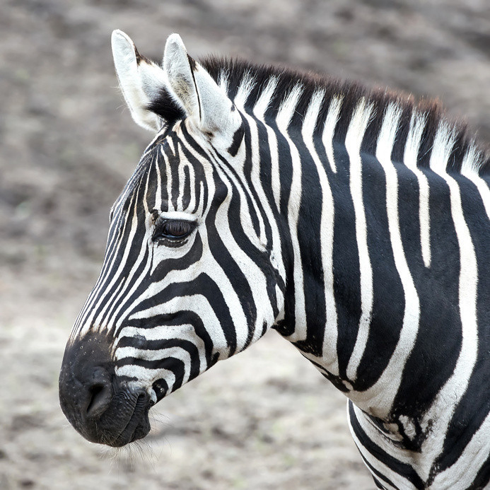 Grantzebra