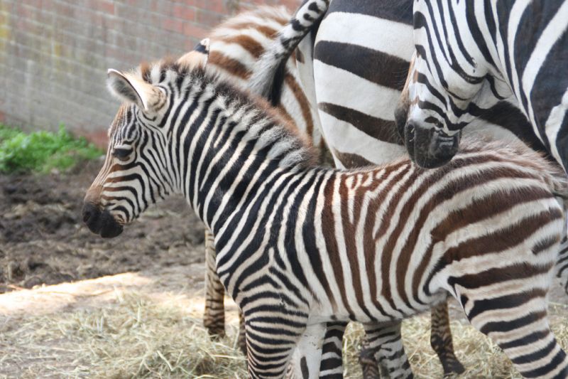 Grantzebra