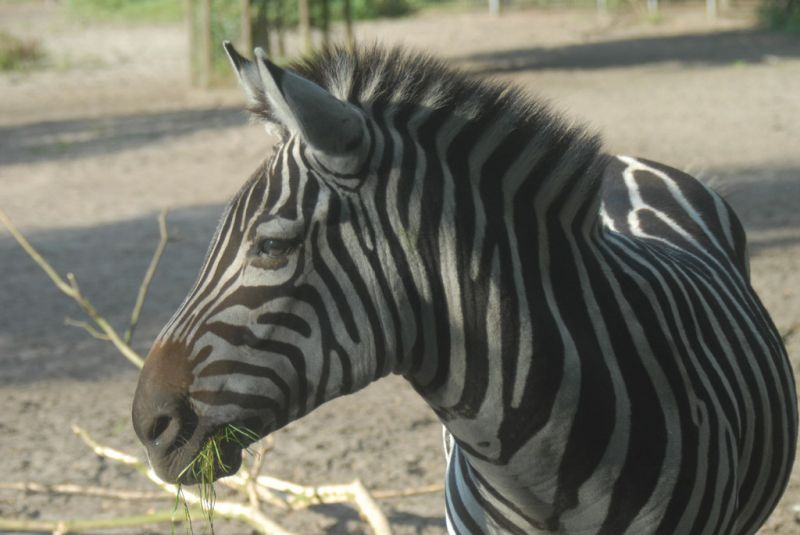 Grantzebra
