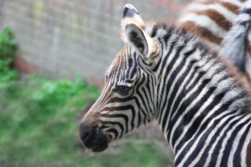 Grantzebra