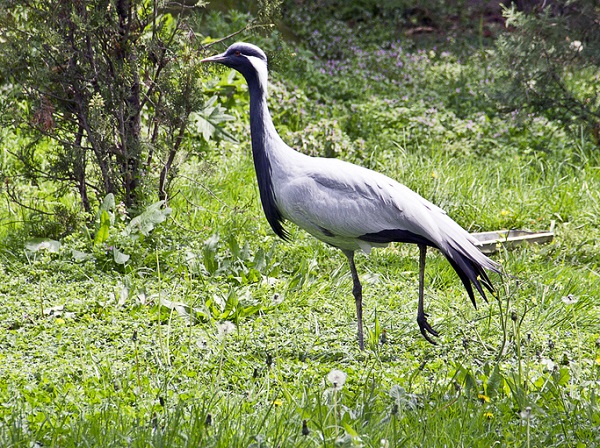 Jungfernkranich