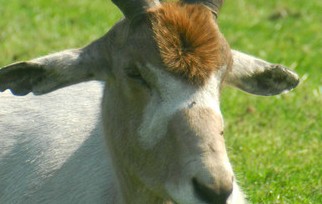Gerät-